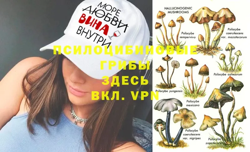 Псилоцибиновые грибы MAGIC MUSHROOMS Котово